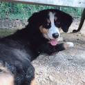 バーニーズマウンテンドッグ里親募集