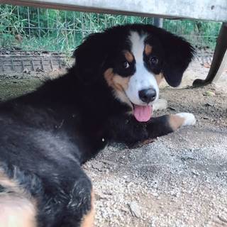 バーニーズマウンテンドッグ里親募集