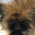 【稀有な毛色です】ペキニーズレッド 5歳