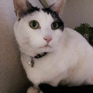 人懐っこいミルキーくん