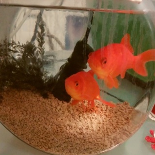 金魚2匹の里親を募集します