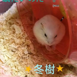 ホワイトパールハムスターの赤ちゃん