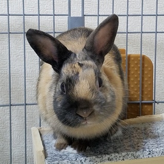ウサギの里親を募集します。
