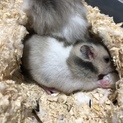 ハムスター里親募集