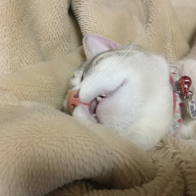 ふれいあのカバー写真