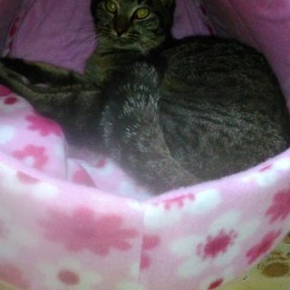 保護猫(7ヶ月位)もらってください❗