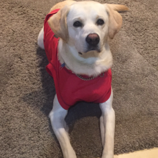 1歳9ヶ月 元気なイエローラブです