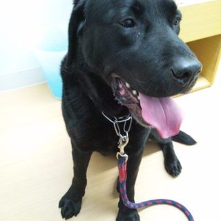 黒のラブラドール 8歳 血統書付 オス
