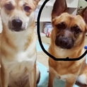 新しい家族になってほしいです！