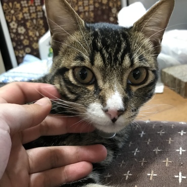 こちょこちょ