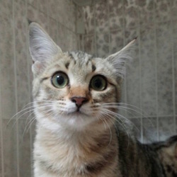 ＊子猫里親会＊