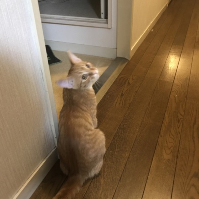 茶トラほしいのカバー写真