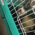 フェレットの里親募集