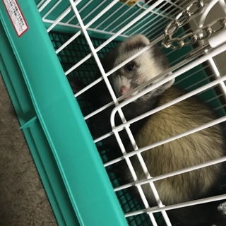 フェレットの里親募集