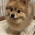 一歳になったばかりのポメラニアン