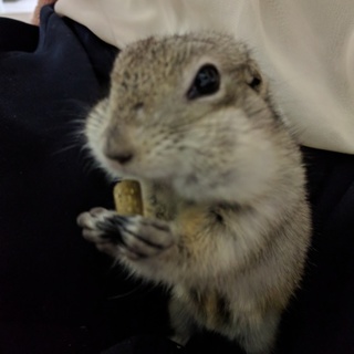 元気なリチャードソンジリスの女の子