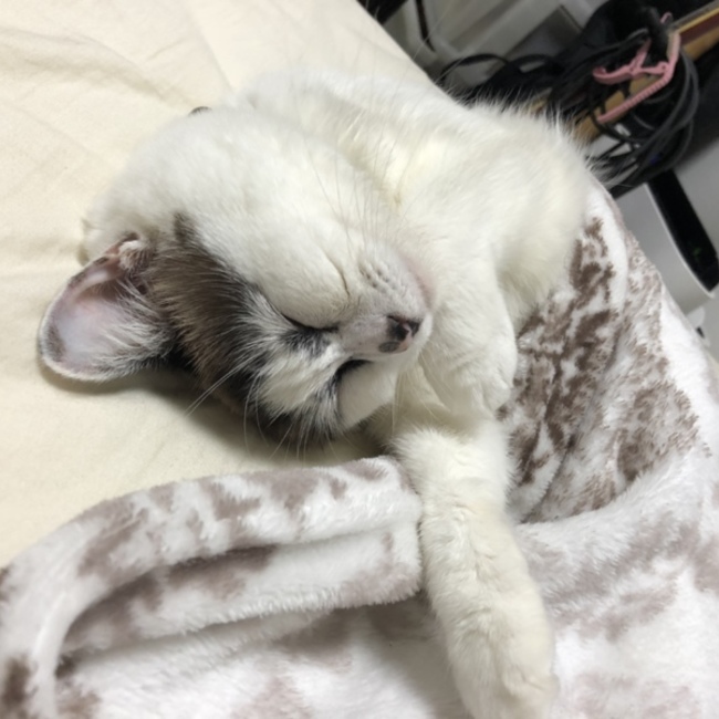 ひび。のカバー写真