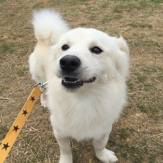 里親募集中！宮古島で保護！ふわふわの雑種さん