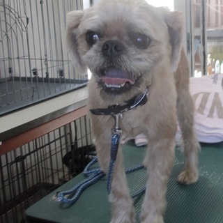 おりこうさんグリフォンMIX