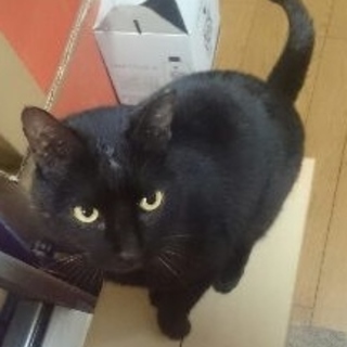 お願いします。とても甘えん坊なオスの黒猫です