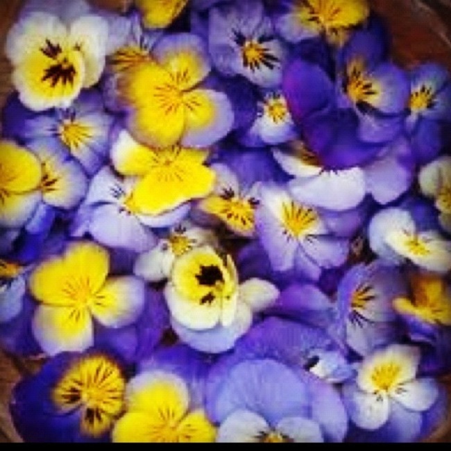 森のパンジーのカバー写真