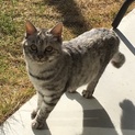 凛々しいお顔の子猫ちゃんです！