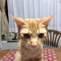 ニコライ　