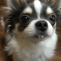 いくら