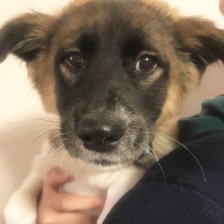 モフモフ系子犬の女の子、生後６か月程度です
