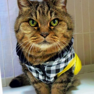 ベタ馴れツンデレ萌え♪