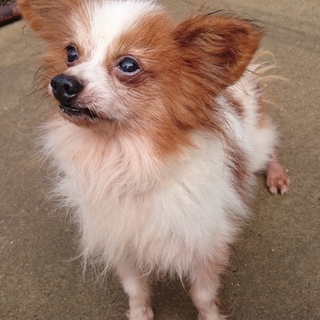 パピヨンの男の子