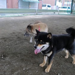 どっしよっかなー