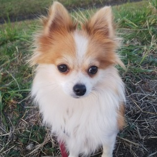 里親さん募集しております