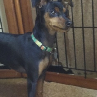 おてんば娘のミニピンです