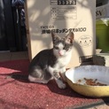 毛並みの綺麗な子猫