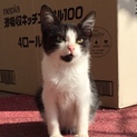白黒子猫