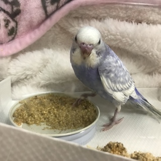 ホワイトブルーのセキセイインコ 