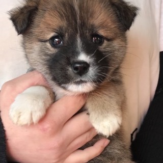 Ｉ☆１６里親さん募集です^ ^