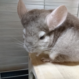 小心者の♂チンチラの里親募集