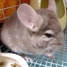 小心者の♂チンチラの里親募集 サムネイル3