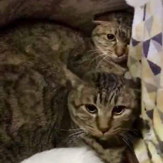 シャイで可愛い姉妹、ごぼう、竹の子、家族に迎えてね