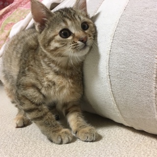 丸顔の女の子！トライアル決定！