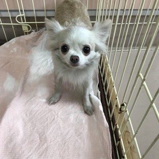 チワワのちいこちゃん 和歌山県 犬の里親募集 1953 ペットのおうち 月間利用者150万人
