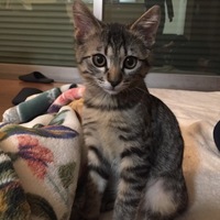 しまぐれお