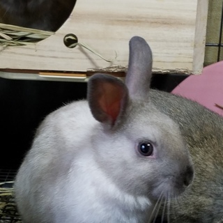 ☆残1匹 11/23産 ネザーの赤ちゃん☆里親募集