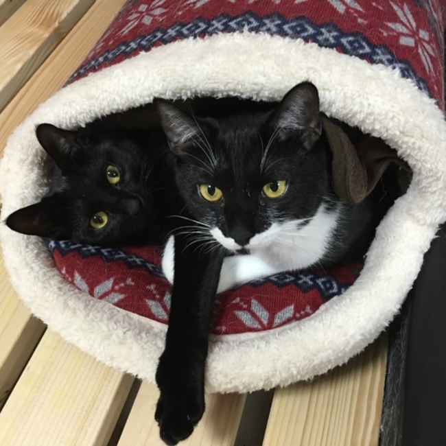 さき860630のカバー写真