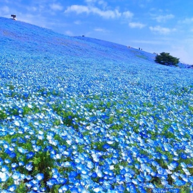 オレガノ02のカバー写真