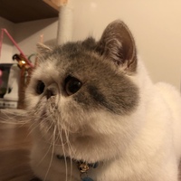 やまだつきひ
