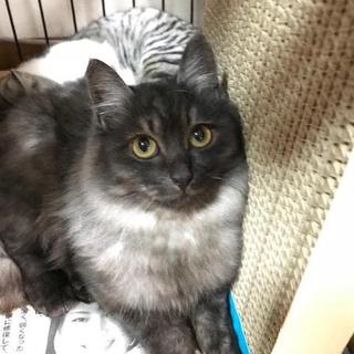 気が小さい優しい男の子　ポン酢