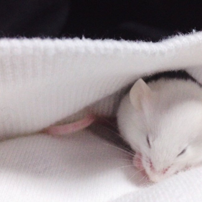 せんごのカバー写真